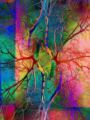 Pop Artbre Prisme di Alexandra Daoust, Fotografia in vendita su Singulart