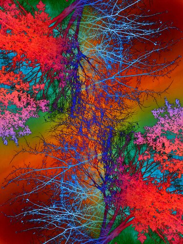 Pop Artbre Rainbow Forest di Alexandra Daoust, Fotografia in vendita su Singulart