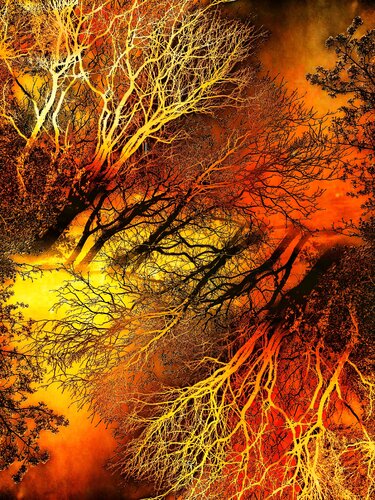 Pop Artbre Fire von Alexandra Daoust, Fotografie kaufen auf Singulart