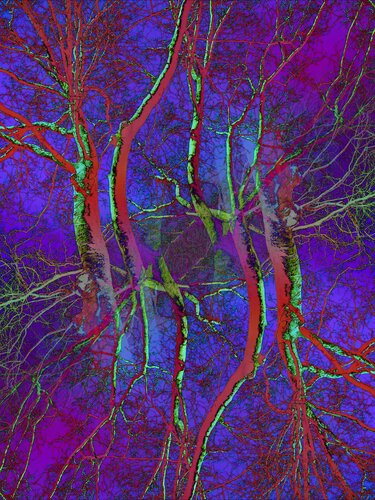 Pop Artbre Violet van Alexandra Daoust, Fotografie te koop op Singulart