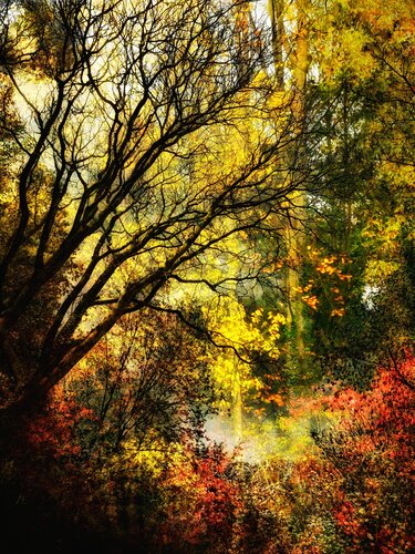 Forêt dorée 2 di Alexandra Daoust, Fotografia in vendita su Singulart