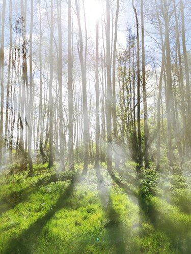 Brume di Alexandra Daoust, Fotografia in vendita su Singulart