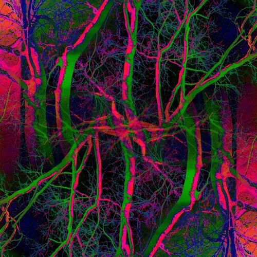 Pop Artbre Fluo di Alexandra Daoust, Fotografia in vendita su Singulart