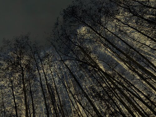 Nuit dorée magique di Alexandra Daoust, Fotografia in vendita su Singulart