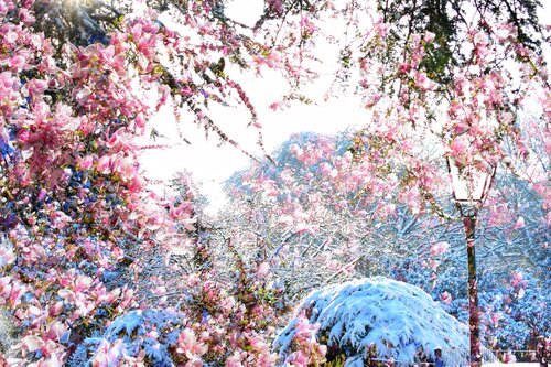 Neige rose di Alexandra Daoust, Fotografia in vendita su Singulart