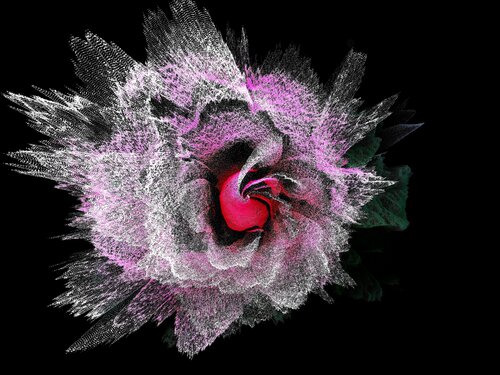Rose di Alexandra Daoust, Digitale in vendita su Singulart