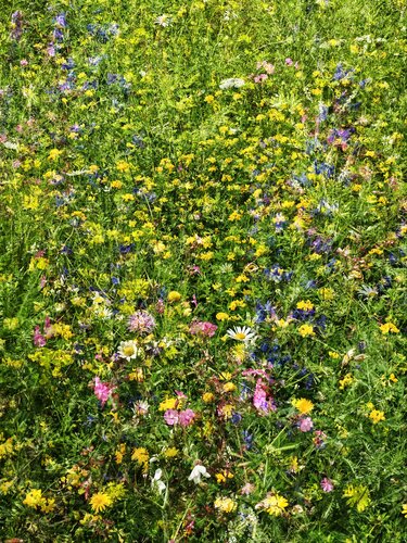 Fleurs des champs di Alexandra Daoust, Fotografia in vendita su Singulart