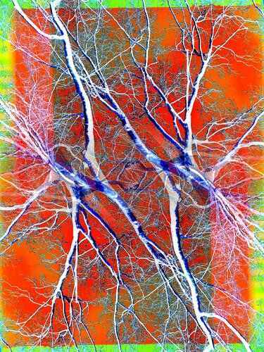 Pop Artbre Orange von Alexandra Daoust, Fotografie kaufen auf Singulart