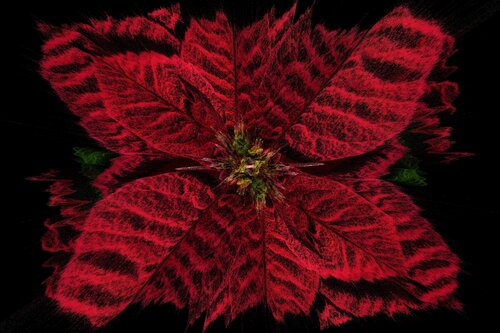 Rose de Noël di Alexandra Daoust, Digitale in vendita su Singulart