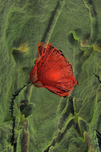 Coquelicot 2 von Alexandra Daoust, Digital kaufen auf Singulart
