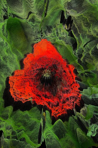 Coquelicot 1 von Alexandra Daoust, Digital kaufen auf Singulart