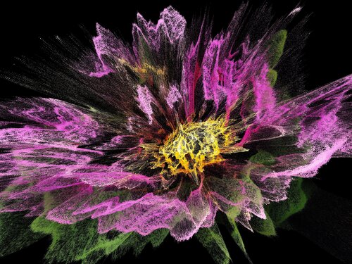 Cosmos bipinnatus de Alexandra Daoust, Digital a la venta en Singulart