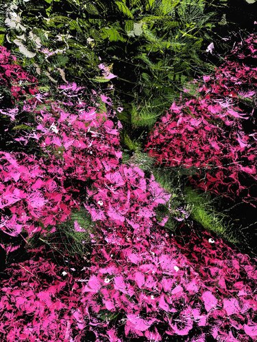 Hortensias von Alexandra Daoust, Digital kaufen auf Singulart