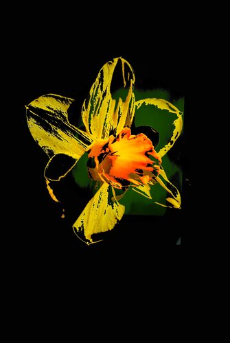 Jonquilles n°2 von Alexandra Daoust, Digital kaufen auf Singulart