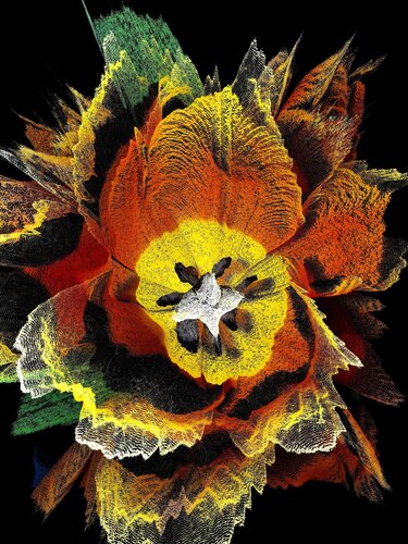 Tulipe orange di Alexandra Daoust, Digitale in vendita su Singulart