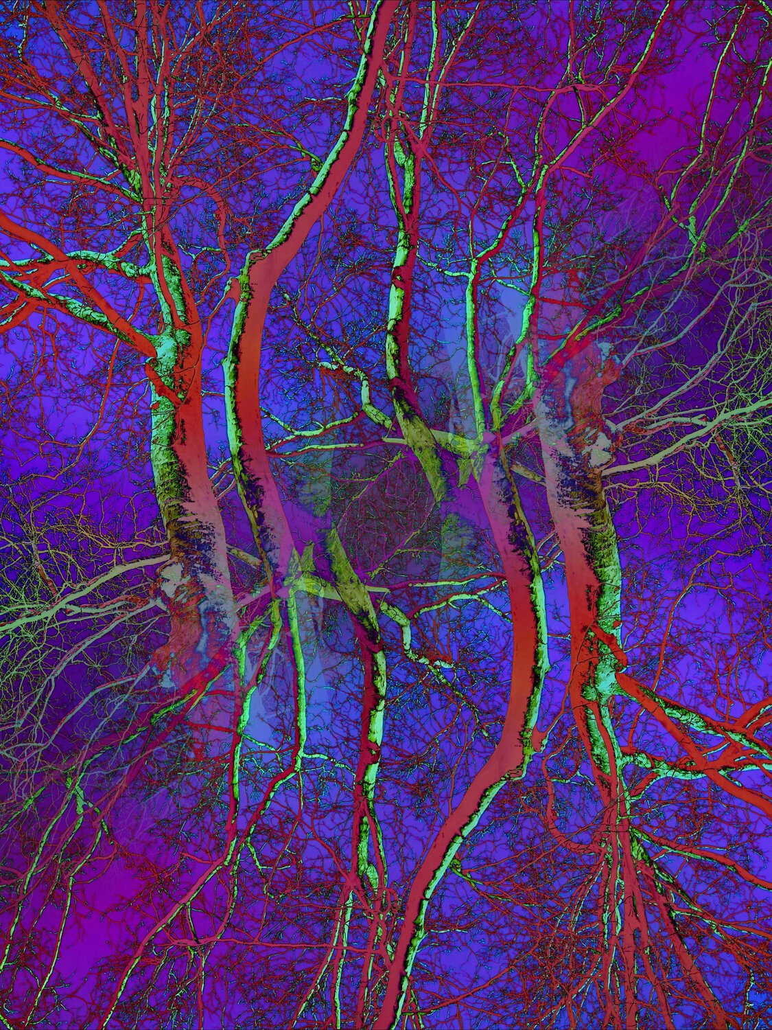 Pop Artbre Violet Alexandra Daoust