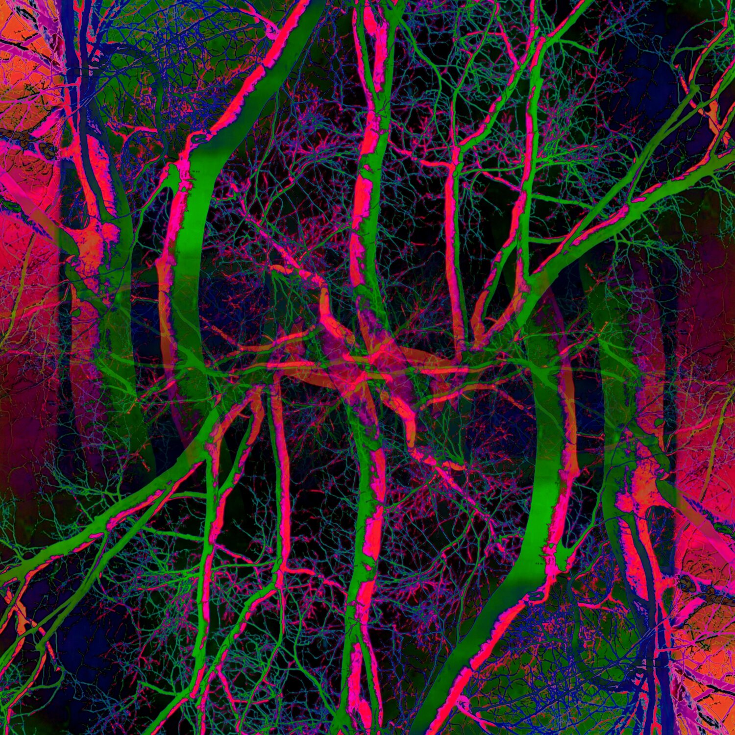Pop Artbre Fluo Alexandra Daoust