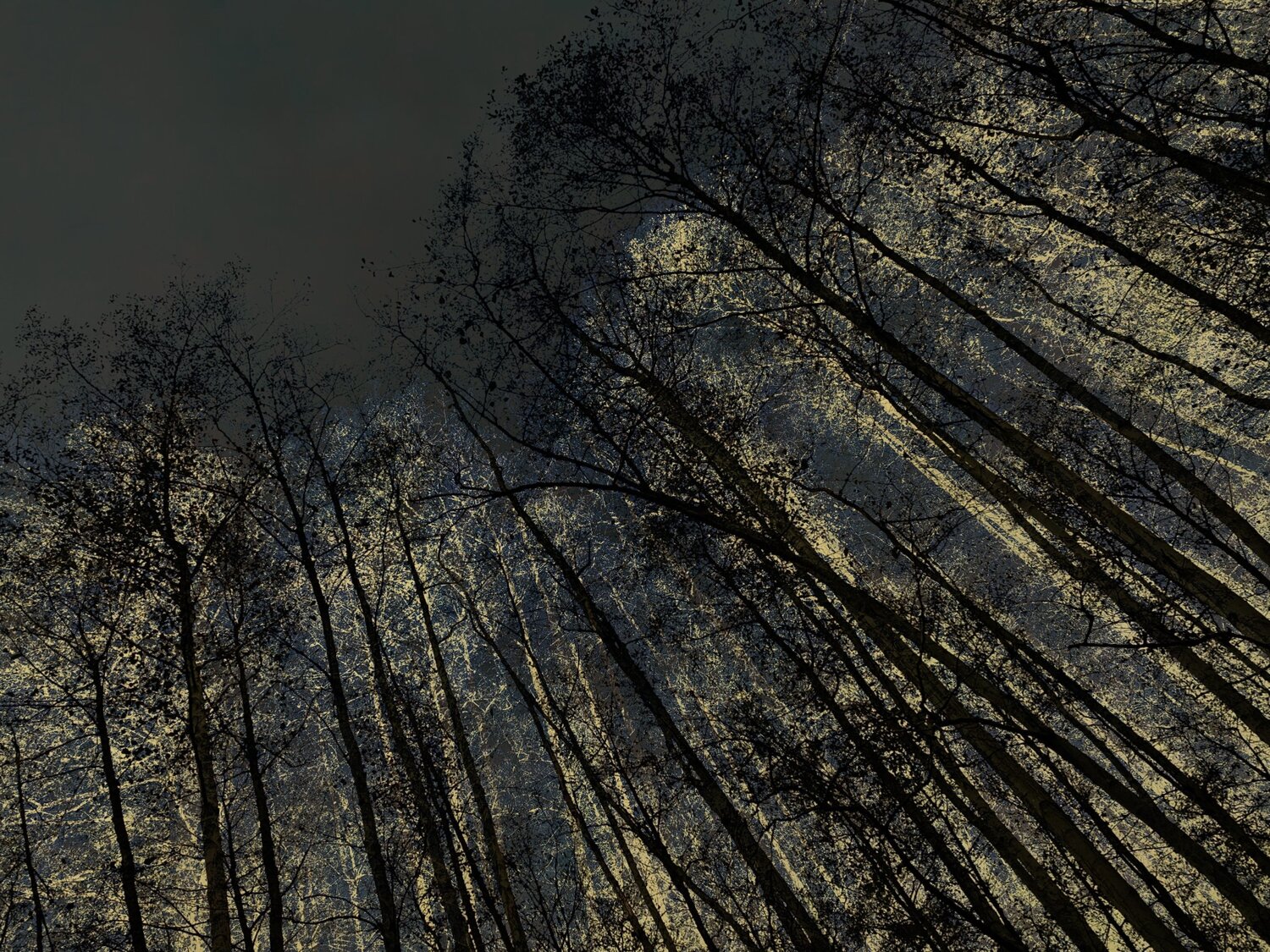 Nuit dorée magique Alexandra Daoust