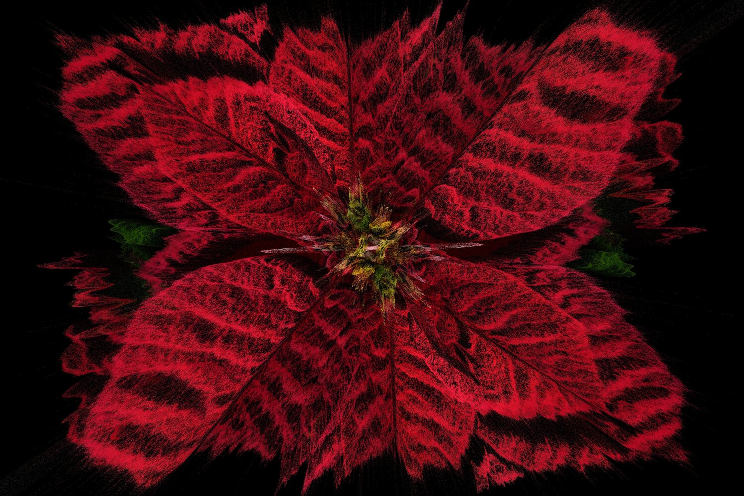 Rose de Noël Alexandra Daoust
