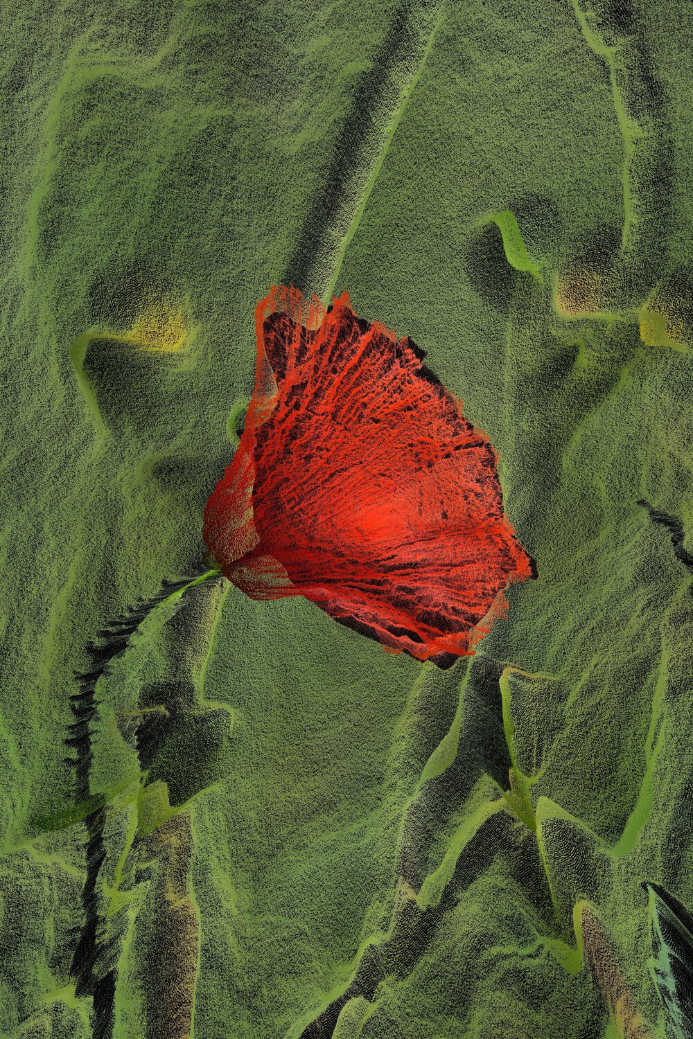 Coquelicot 2 Alexandra Daoust