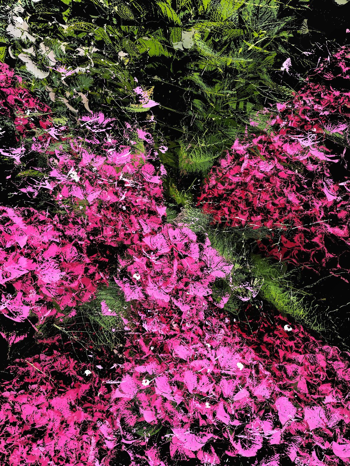 Hortensias Alexandra Daoust