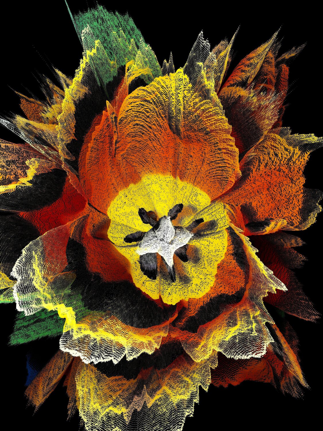 Tulipe orange Alexandra Daoust