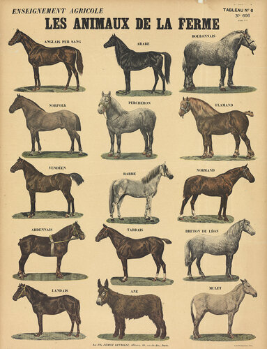 Les Animaux De La Ferme - Les Chevaux by Emile Deyrolle, Print for Sale on Singulart