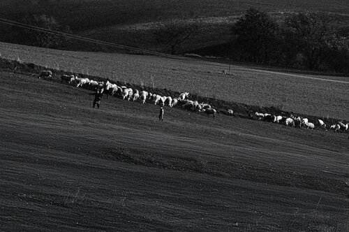 Pastori van Francesco Mosca, Fotografie te koop op Singulart