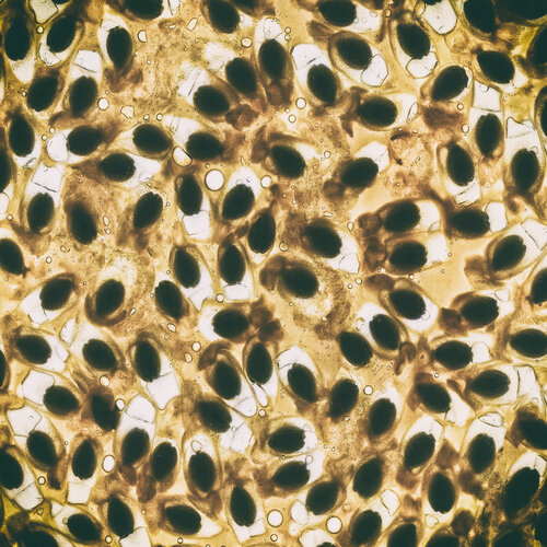 Compression Culinaire - Cellular Landscape di Gaëtan Changeur, Fotografia in vendita su Singulart