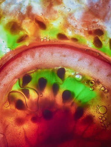 Série sur la tomate n°9678 : Chromatic Slice de Gaëtan Changeur, Fotografía a la venta en Singulart