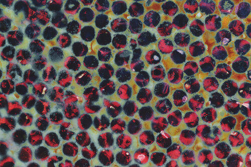 Série sur les oeufs de poisson n°4184 : Crimson Constellation de Gaëtan Changeur, Fotografía a la venta en Singulart