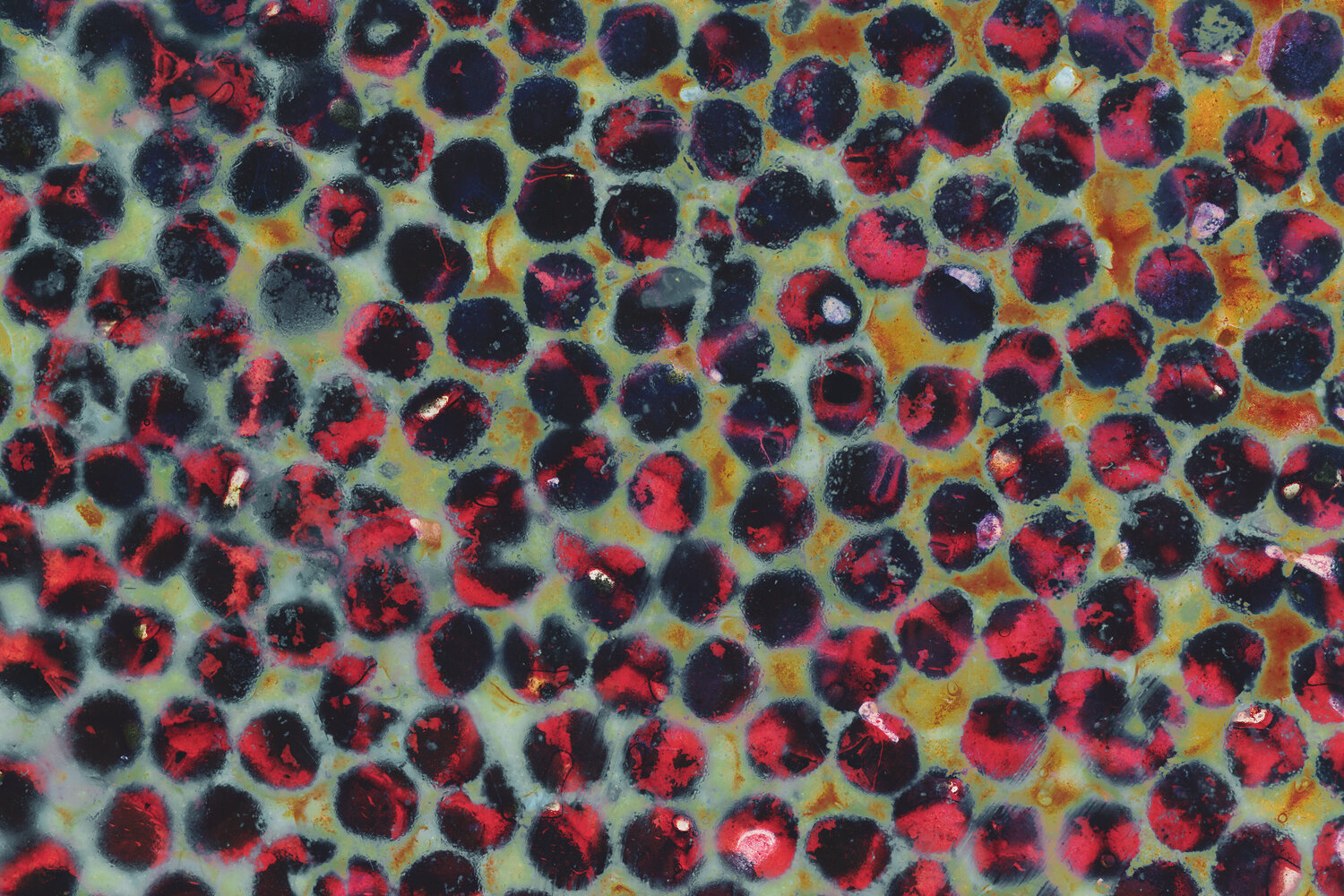 Série sur les oeufs de poisson n°4184 : Crimson Constellation Gaëtan Changeur Fotografie zu verkaufen