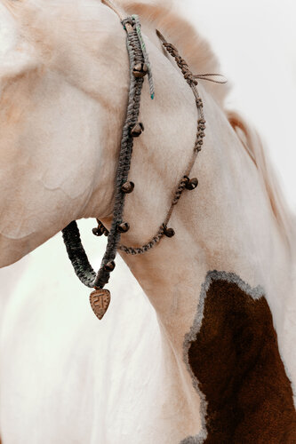 A Modern Princess (of India) (Equine Art, Horse, Marwari, Rare Breed) von Anna Archinger, Fotografie kaufen auf Singulart