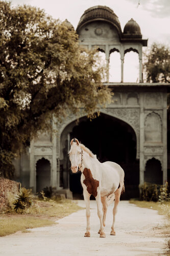 The Far Away Princess (Equine Art, Horse, Marwari, India, Rare Breed) von Anna Archinger, Fotografie kaufen auf Singulart