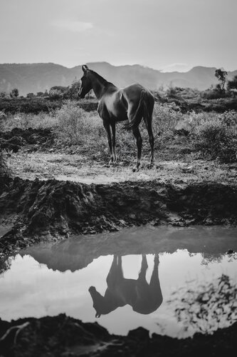 Shadow Mirror Work (Equestrian Photography, Horse, Marwari, India, Rare Breed, Black and White) von Anna Archinger, Fotografie kaufen auf Singulart