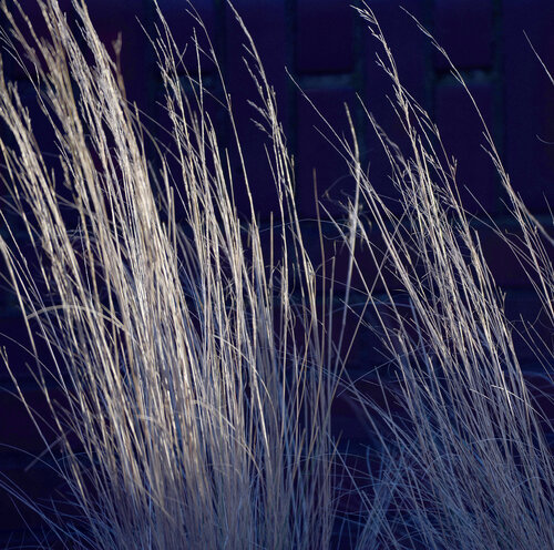 Träume im Gras von Klaus Schreiber, Fotografie kaufen auf Singulart