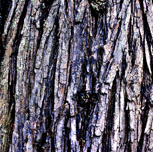 Alter Baumrinde by Klaus Schreiber, Digital for Sale on Singulart