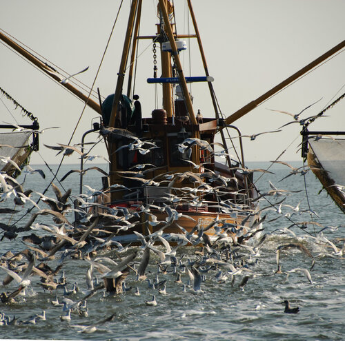 Fischkutter auf Fangfahrt van Klaus Schreiber, Fotografie te koop op Singulart