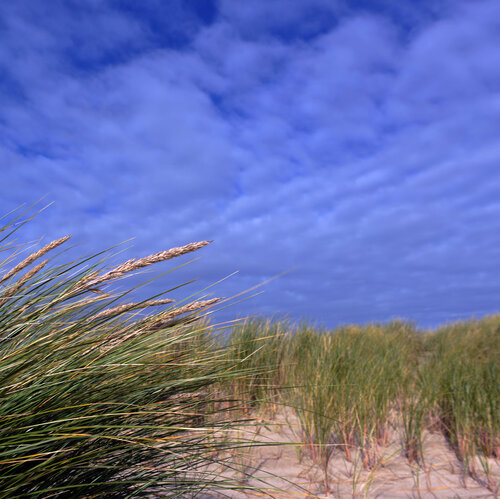 Strandhafer in der Dünenlandschaft von Klaus Schreiber, Fotografie kaufen auf Singulart