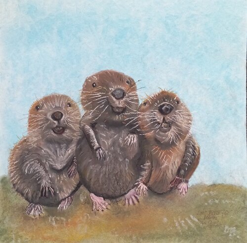 Drei Biber für Moritz di Sabine Hone, Opera su carta in vendita su Singulart