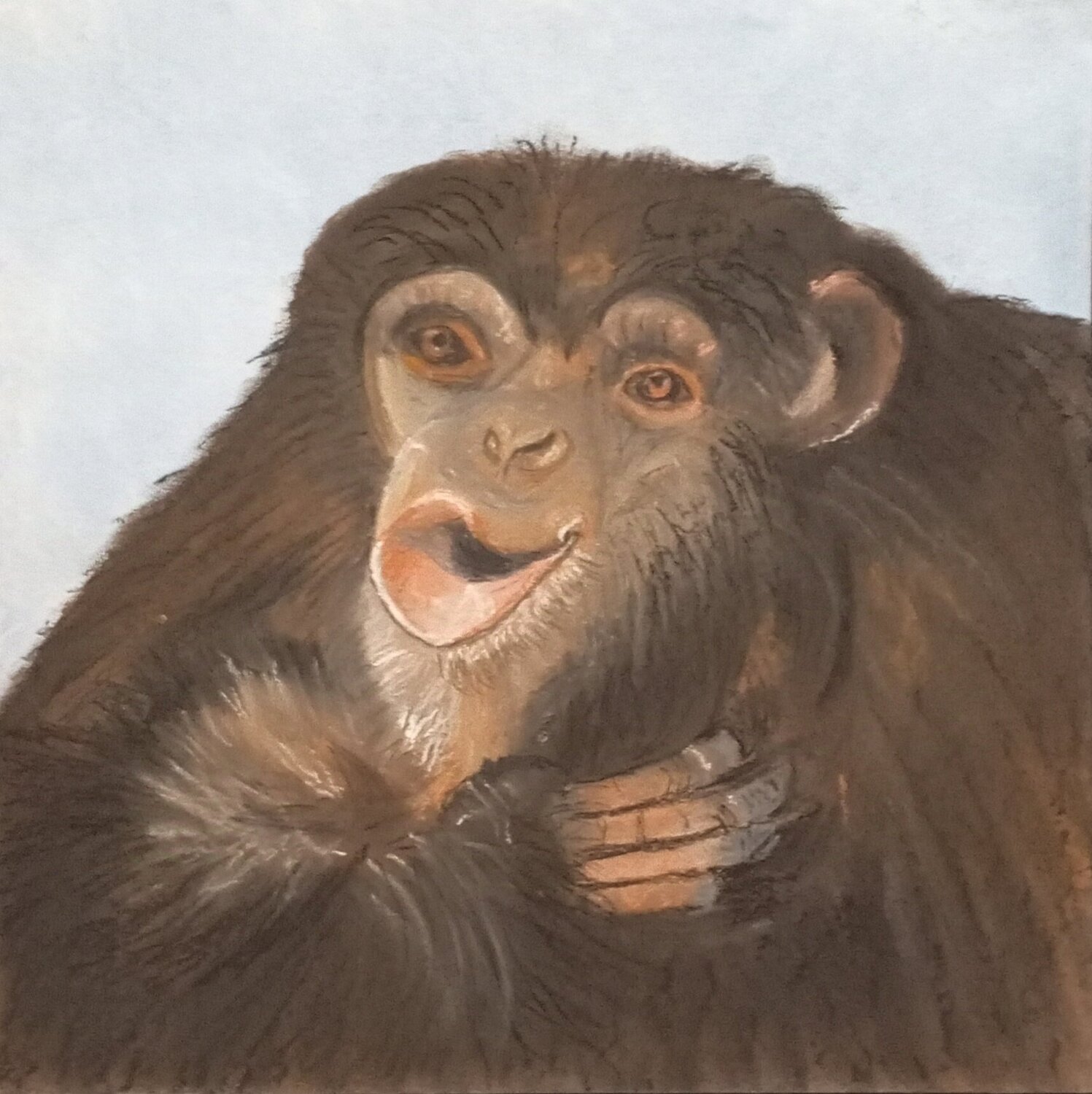 Ein Affe für ... Sabine Hone