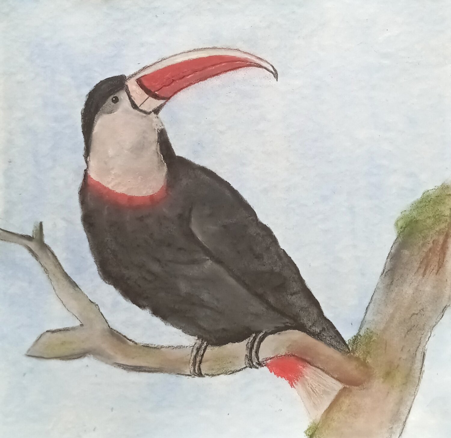 Ein Tucan für ... Sabine Hone