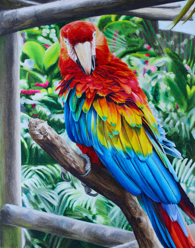 Macaw von Maria Deely, Zeichnungen kaufen auf Singulart