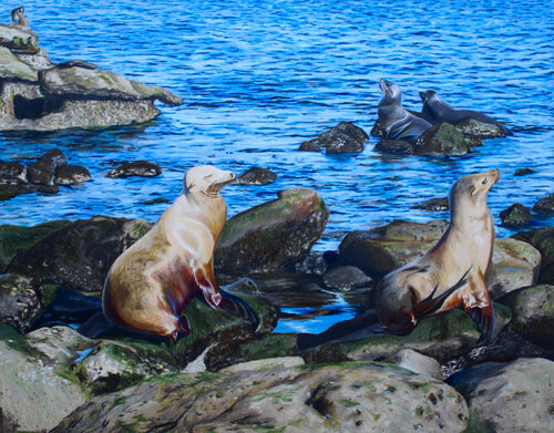 The Seals of La Jolla de Maria Deely, Dibujo a la venta en Singulart