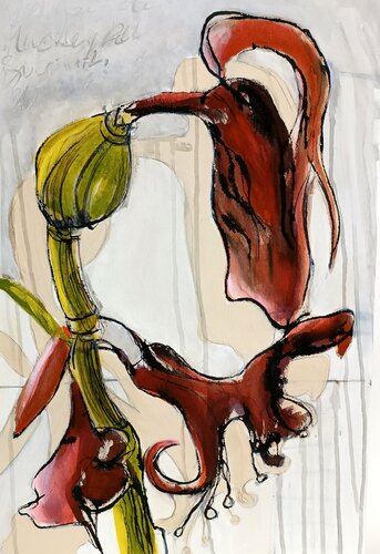 Amaryllis, verblüht van Tania Mairitsch-Korte, Andere media te koop op Singulart