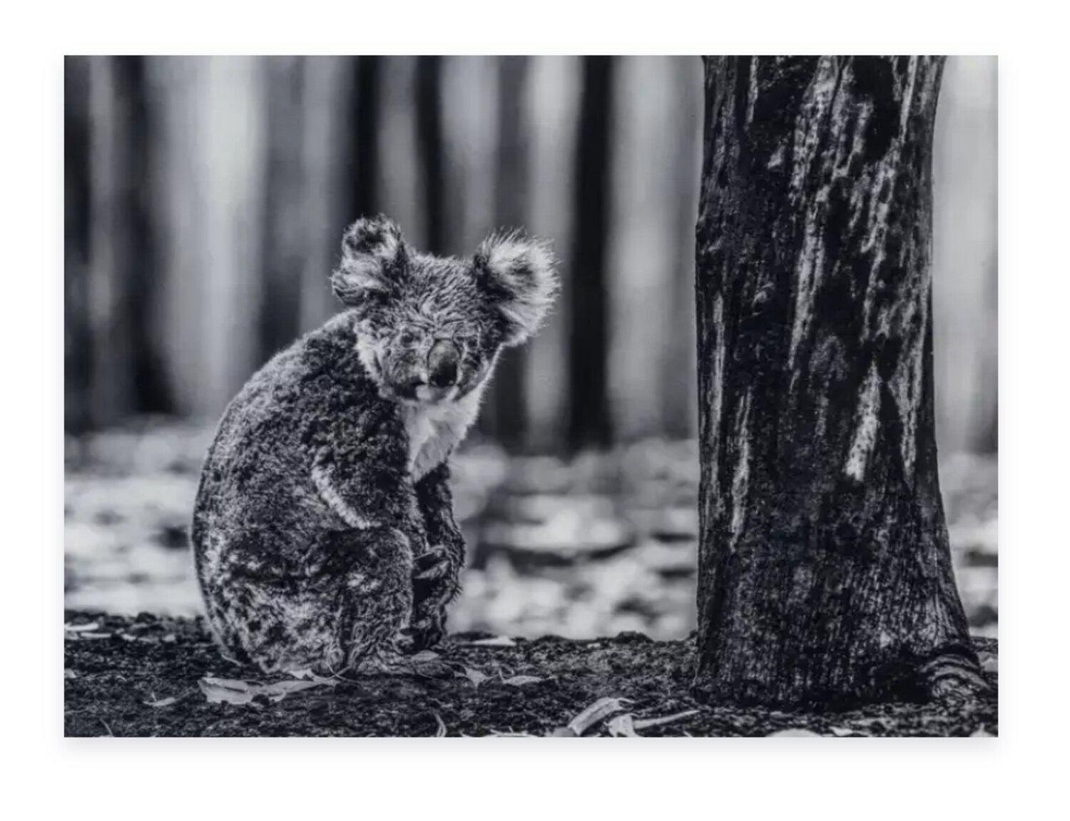 Survivor (Koala Bear) David Yarrow Stampa in vendita