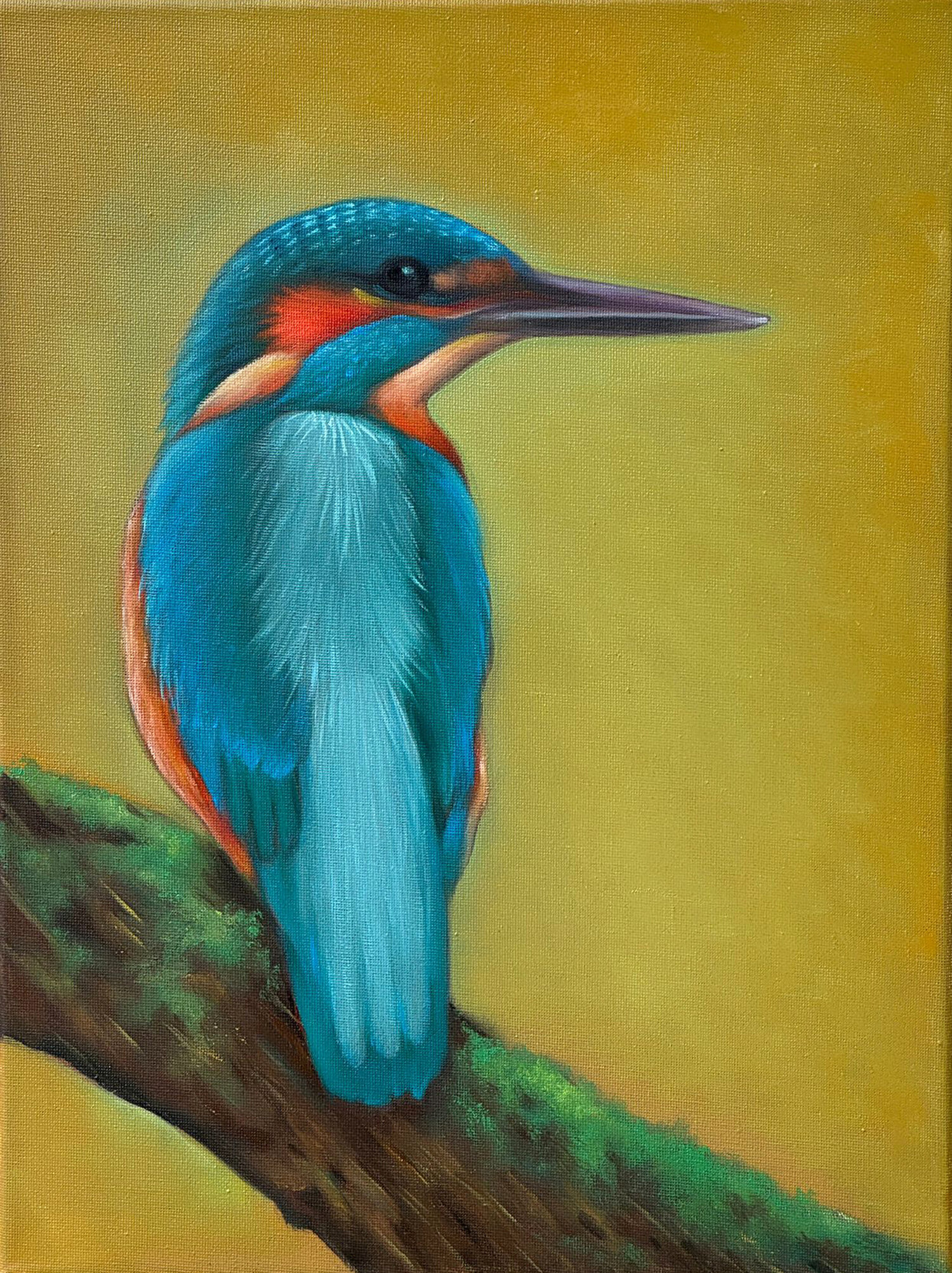 Birds: Form and Plumage