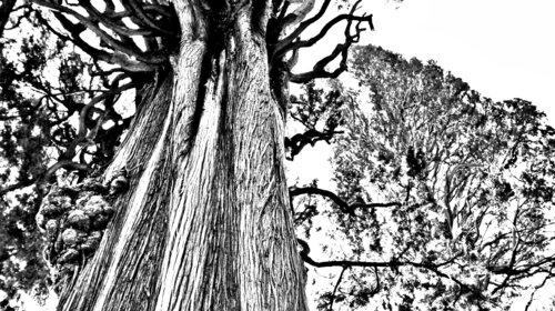 Ambiguïté di Verna Michel, Fotografia in vendita su Singulart