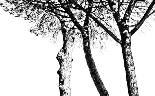 Danse à la villa Borghese von Verna Michel, Fotografie kaufen auf Singulart