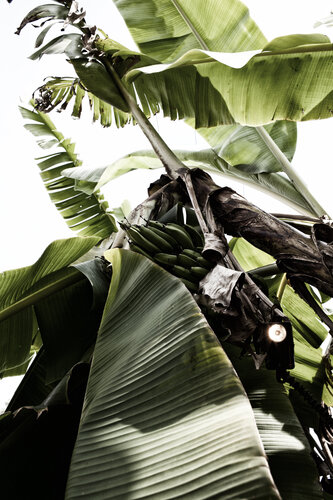 Banana Leaves by Nura Qureshi, 사진 for Sale on Singulart